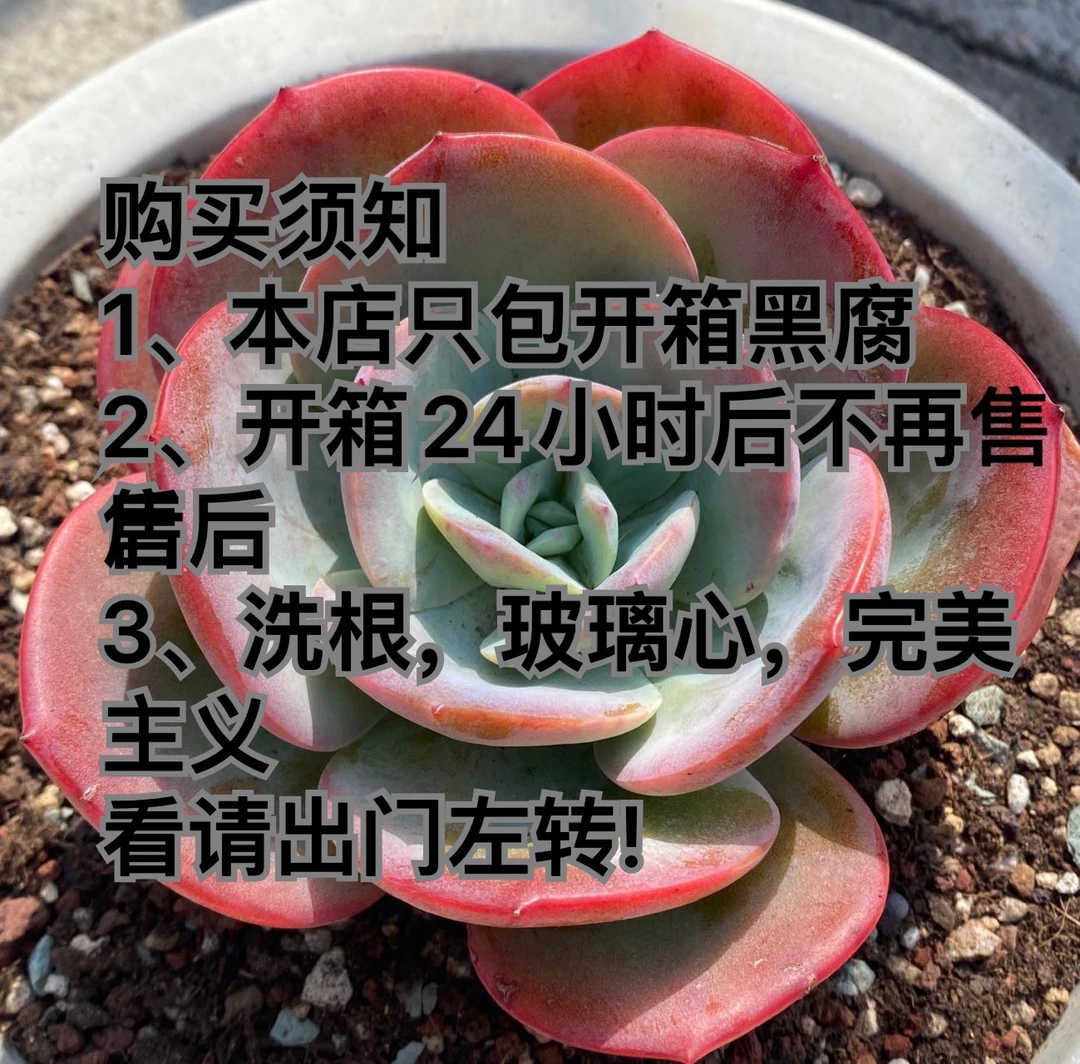 一物一拍多肉植物