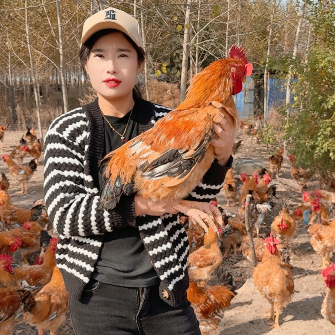 农村散养溜达鸡，吃玉米面麦麸子吃五谷杂粮小虫，五斤以上