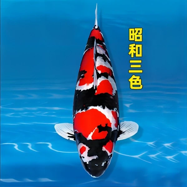 【顺丰包邮】爱多锦鲤观赏鱼红白昭和观赏鱼鱼场直销