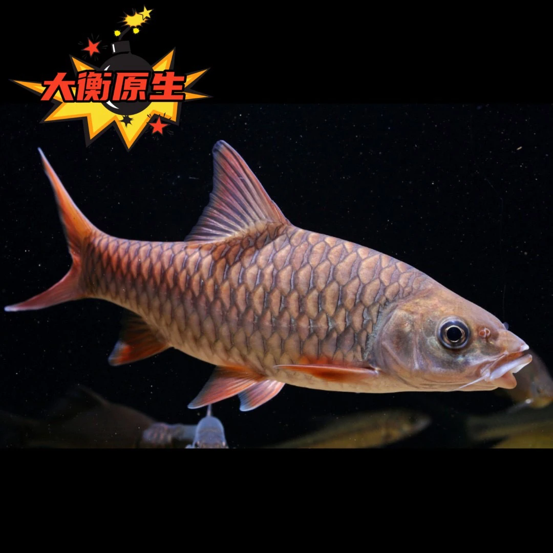 红吉罗鱼大型淡水观赏鱼活体原生鱼缸标配