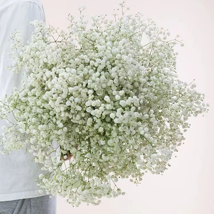 胖胖专属链接 鲜花满天星 伊诺斯