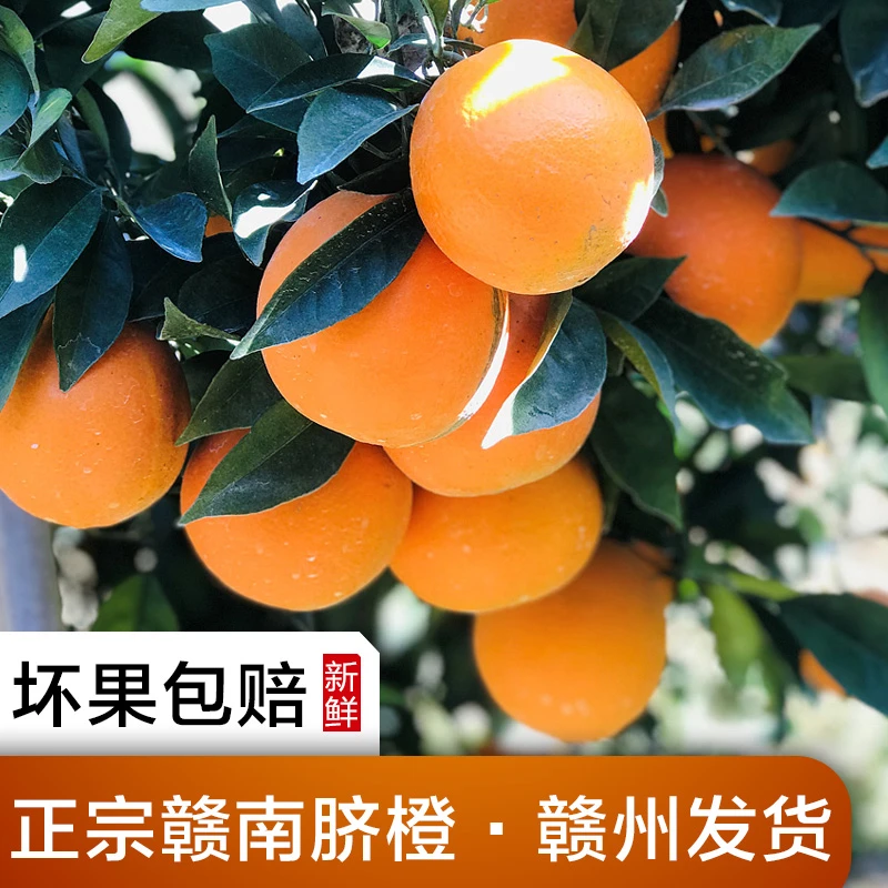 正宗江西赣南脐橙 甜橙子 新鲜水果 赣州基地直发黄橙现摘现发维c