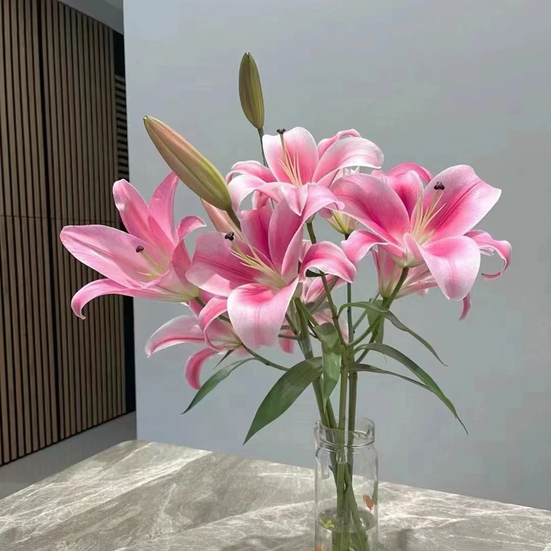 云南鲜花 普拉芬多一单中通 任意两单（偶数单））顺丰冷链