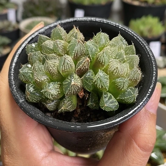 【闪购商品】楼兰玉露