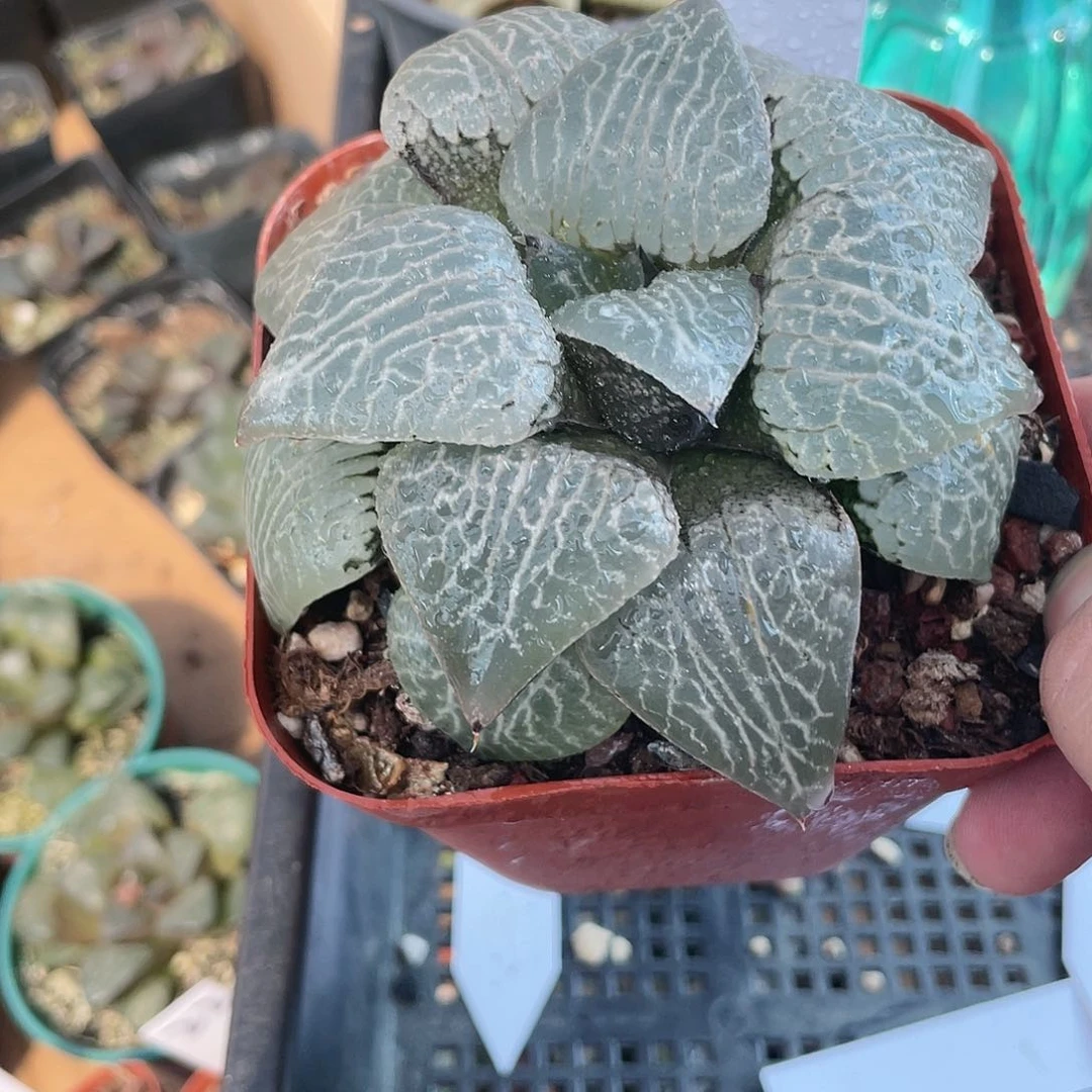 【闪购商品】归****年86母本水晶康平