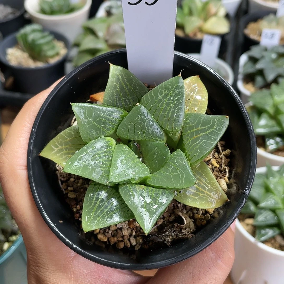 【闪购商品】55号实生月光寿