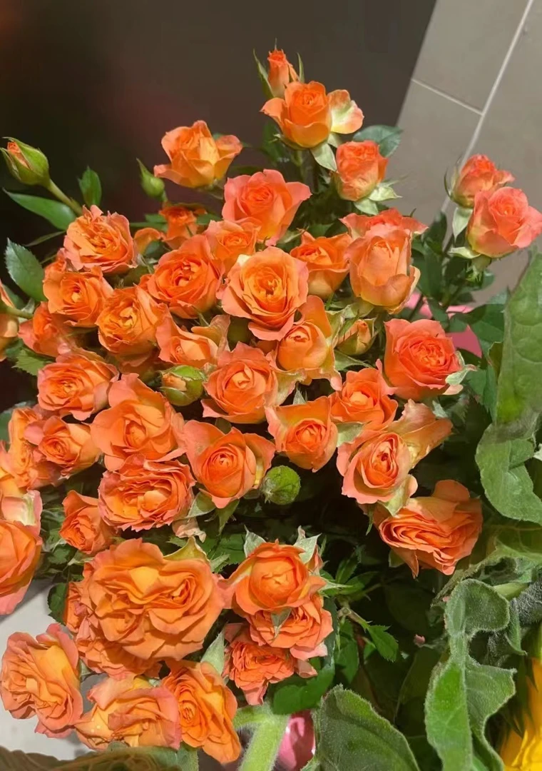 橙铃铛泡泡10枝---新鲜优选鲜花--云南基地直发--两单包邮