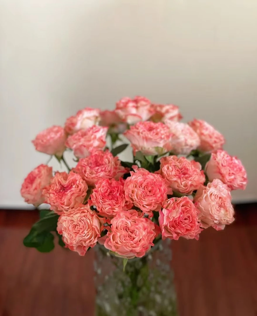 小仙女单头玫瑰--两单包邮-0度以下不拍保温棉冻坏不售后