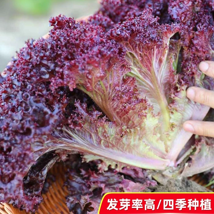 紫色蔬菜生菜四季阳台春夏季生菜种孑生吃水