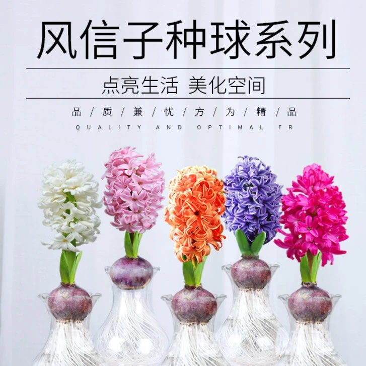 【风信子种球套餐】风信子种球四季耐寒易活花卉盆栽水培植物套装