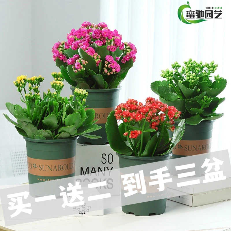 元族【拍一发三 到手三盆】长寿花盆栽重瓣四季室内开花花卉植物