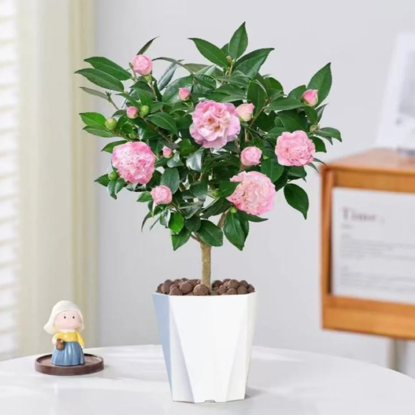 香妃茶花苗开花粉色带香味的盆栽花卉植物阳台庭院好有易活的花卉