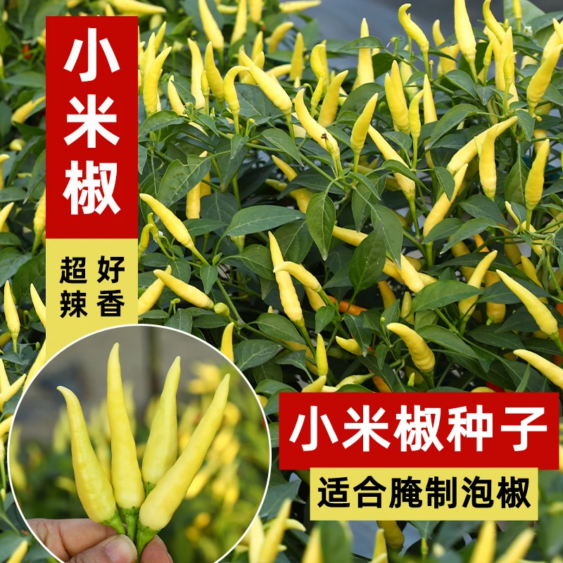 四季小米椒种籽小米辣种子苗朝天辣椒超辣蔬菜泡椒