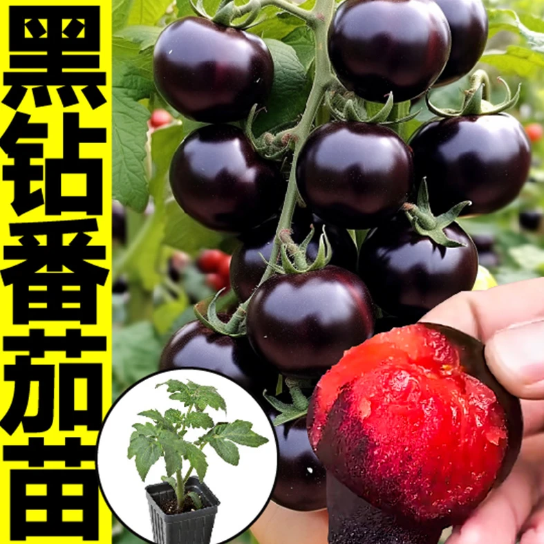 黑钻黑珍珠番茄苗秧带土四季盆栽阳台寿光西红柿种子圣女果苗超甜