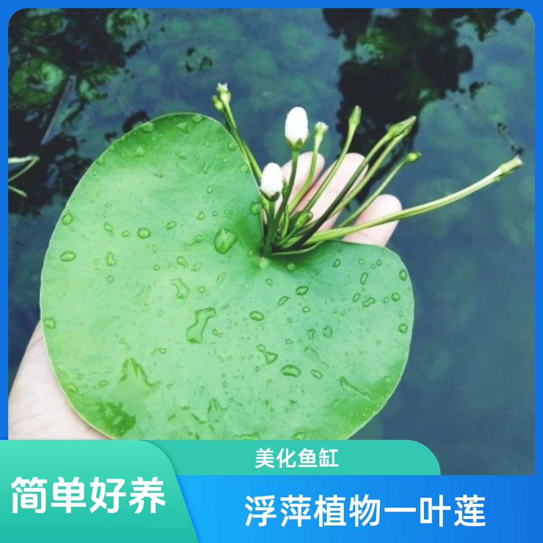 一叶莲养护水生水培植物活睡莲鱼缸造景浮萍养龟真草净化水质碗莲