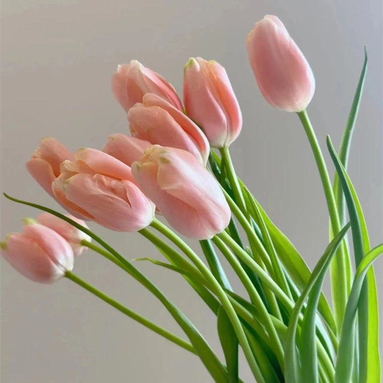 【鲑鱼范伊客】进口水培郁金香种球盆栽带花苞水培土培花卉室内外