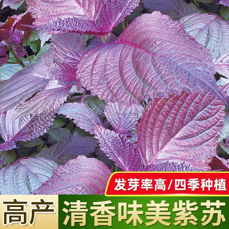 【保健紫苏种子】四季播种食用香料阳台盆栽室外花园观赏紫叶苏子