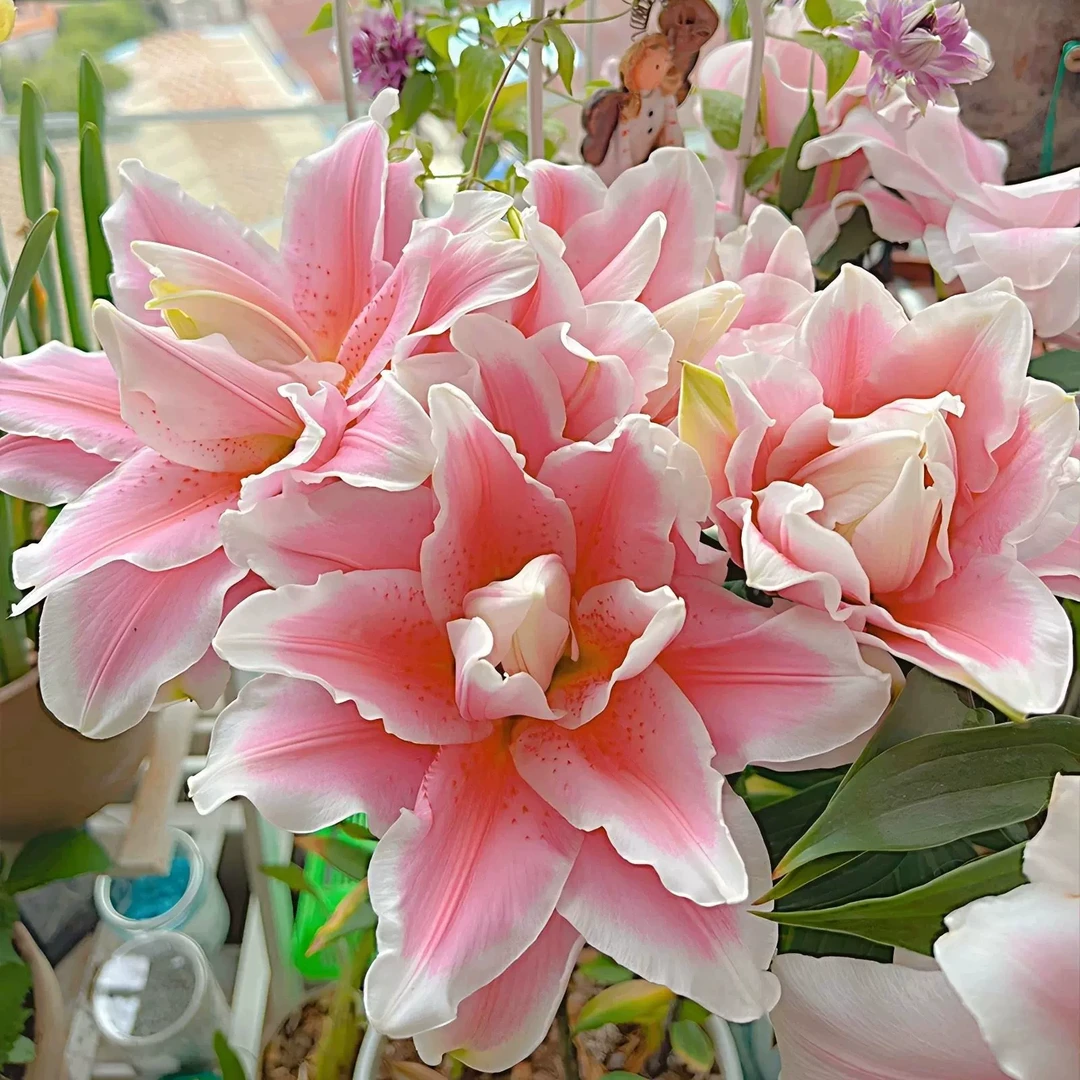 进口香水重瓣百合种球多年生带芽百合花阳台盆栽庭院地栽耐寒花卉