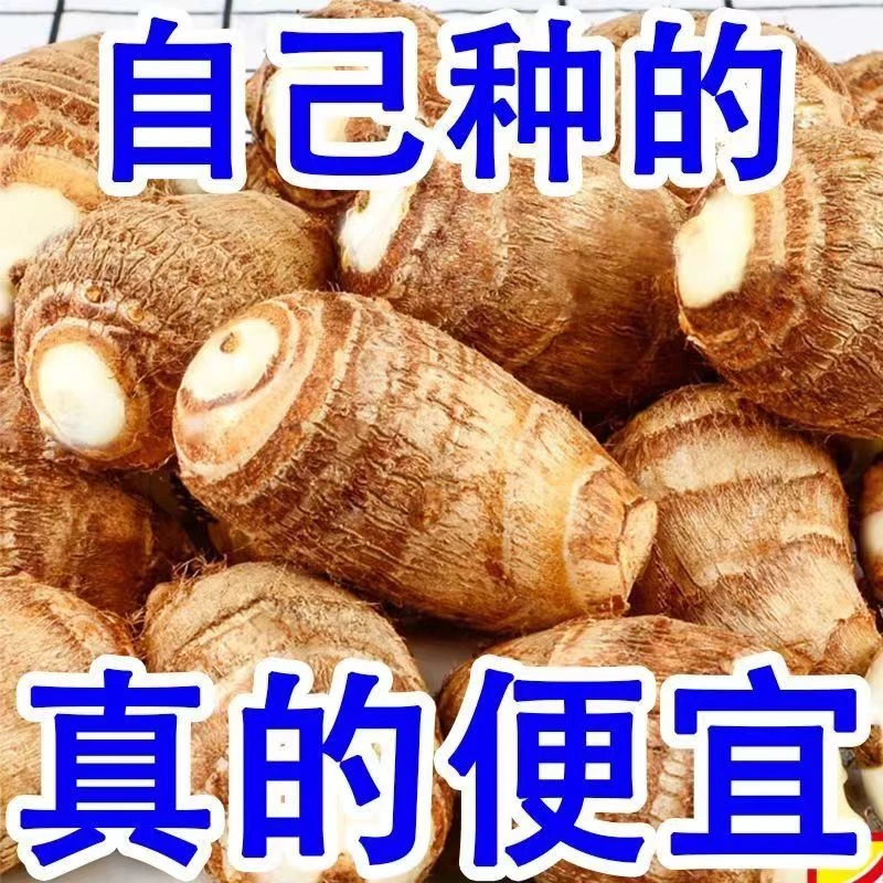 山东芋头新鲜小芋头芋艿仔五莲山牛奶毛芋头农家自种软糯竽香芋子