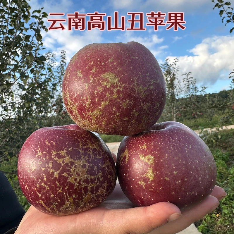 正宗云南昭通苹果高山冰糖心丑苹果应季新鲜水果现摘现发脆甜多汁