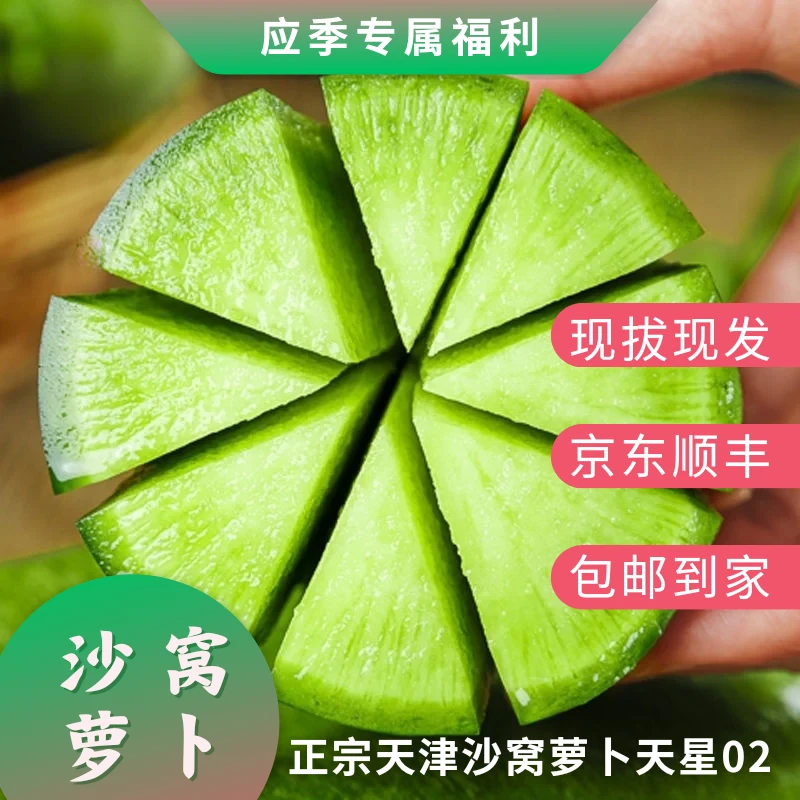 天津沙窝萝卜 天星02 更加酥脆多汁