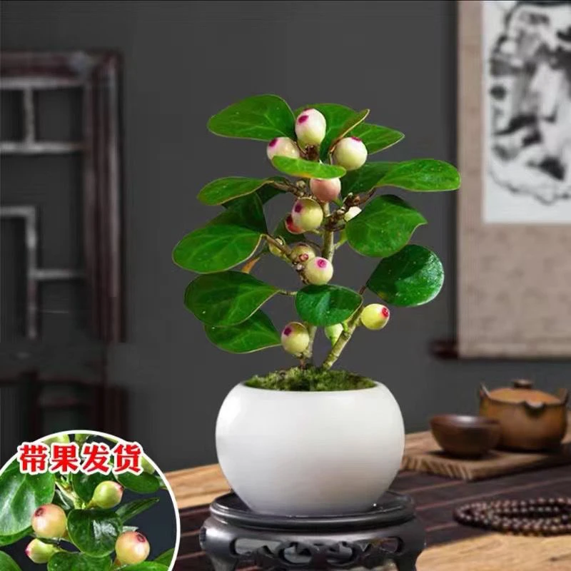 禅意小盼菩提树盆景盆栽好养室内书房办公室内绿植新中式茶桌盆栽