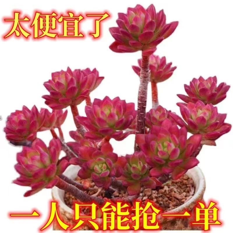 红稚莲老桩多头群生多肉植物盆栽办公室内花卉绿植新手好养防辐射