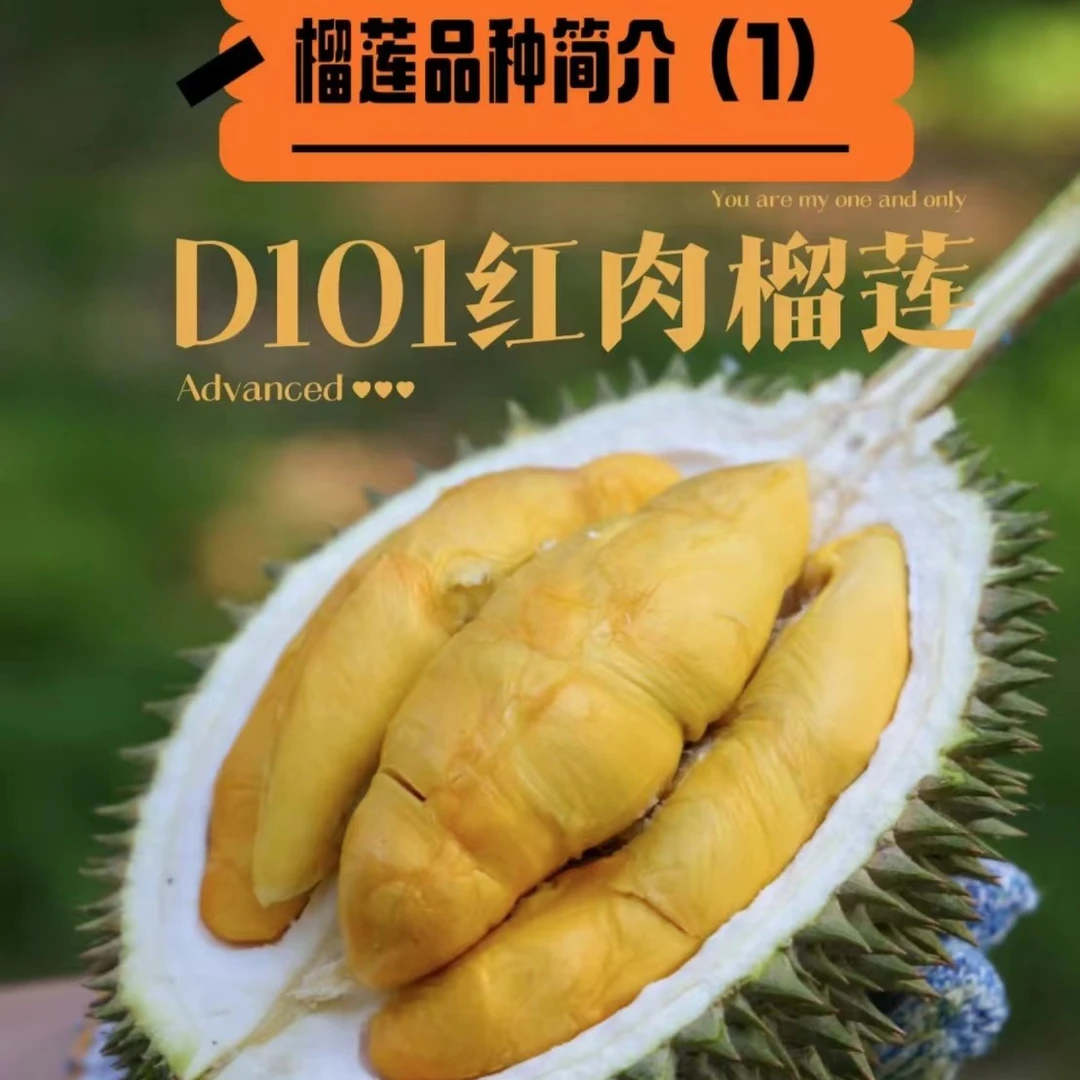 曹【昆明同城猫山王D101红肉王鲜榴莲】