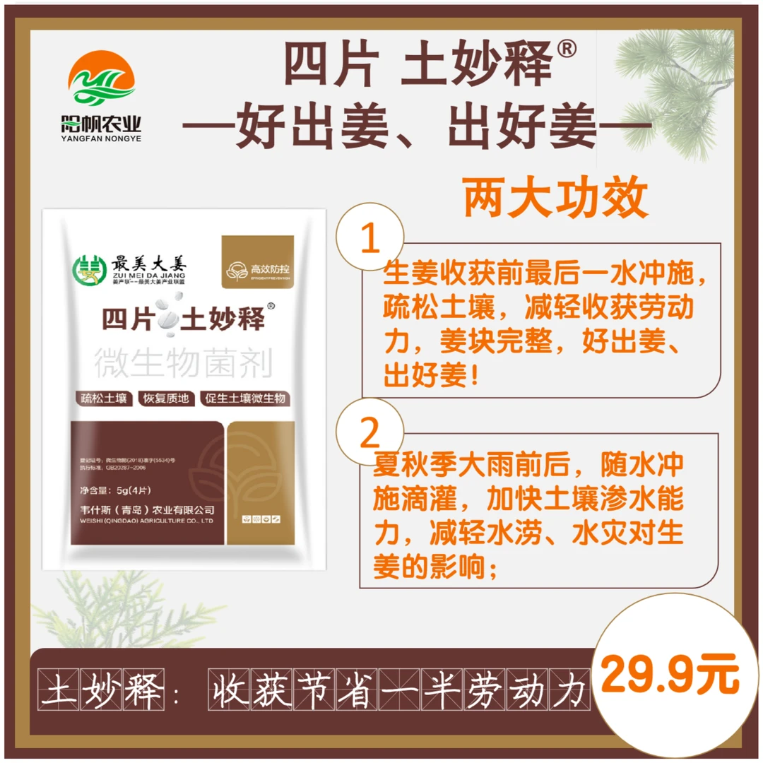 阳帆农业土妙释生姜收获前使用 节省收获劳动力 姜块完整不易碎