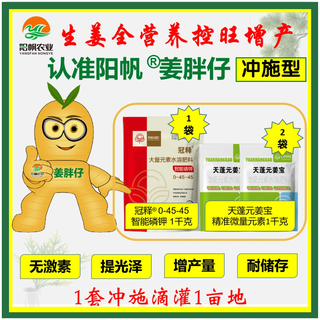 阳帆姜胖仔生姜全营养控旺增产冲施无激素耐储存姜色好增产明显