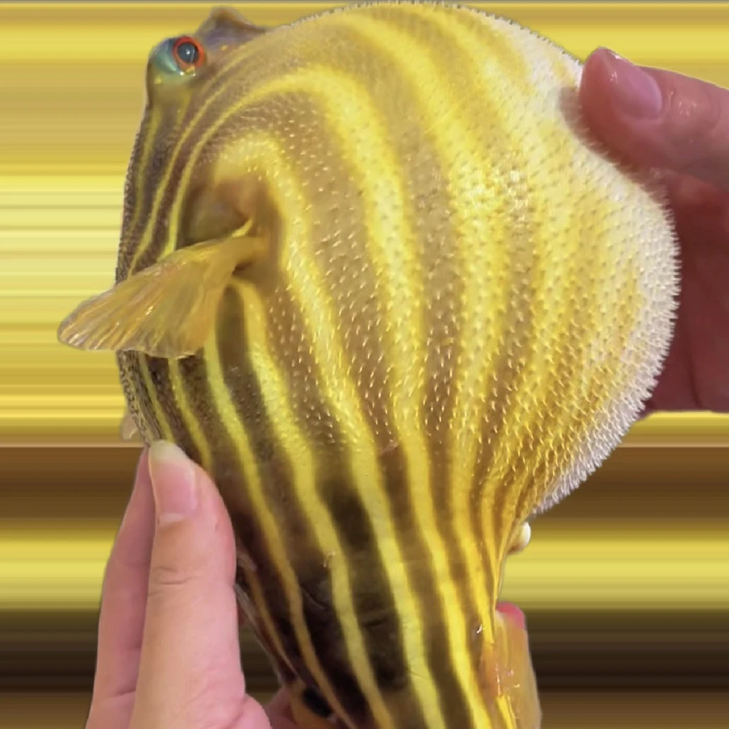 斑马狗头鱼精品包牙口活体观赏鱼新手鱼淡水河豚凶猛热带鱼苗