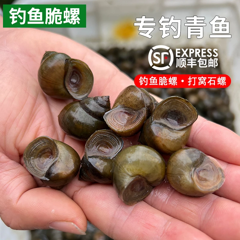 钓鱼螺脆螺钓青鱼鲜活田螺小号螺蛳泥螺青鱼饵料黑鲩乌青打窝石螺