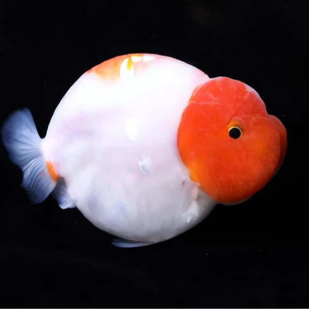 金鱼观赏鱼兰寿泰狮金鱼专用