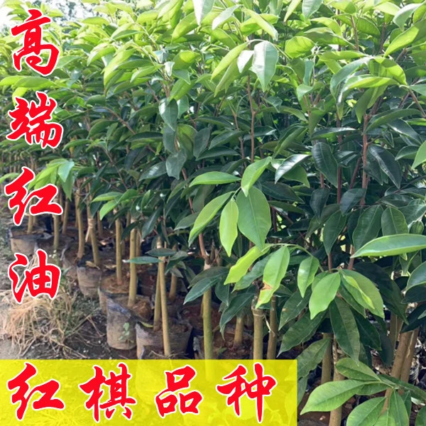 （一代红棋品种）正宗奇楠沉香树苗茂名电白发货带土杯