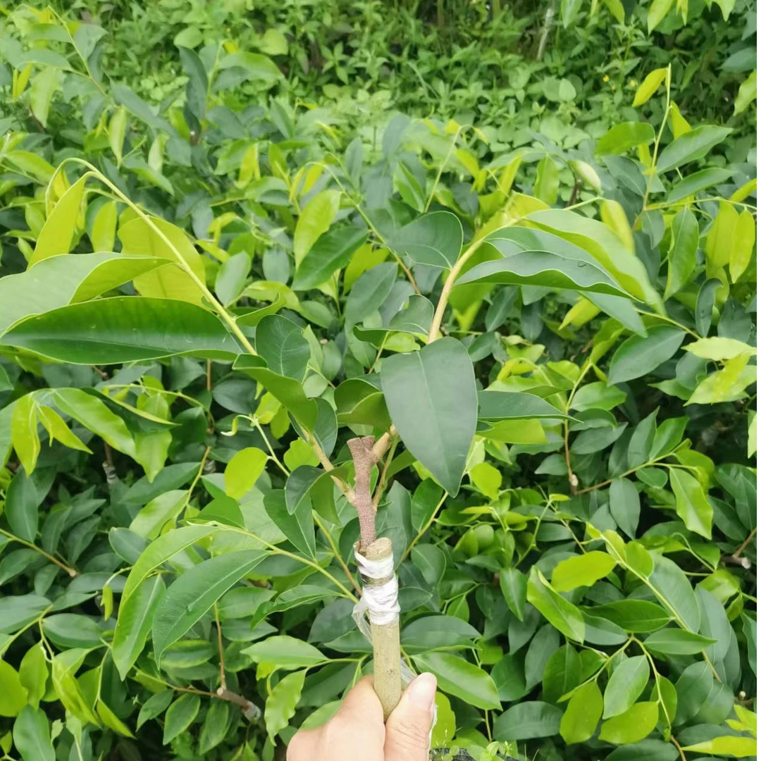 （红骨凹身)正宗奇楠沉香树苗茂名电白发货量大批发苗场直发