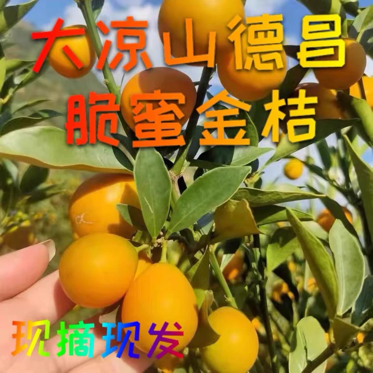 四川大凉山德昌脆蜜金桔新鲜采摘水果3斤甜蜜纯甜无籽现摘发