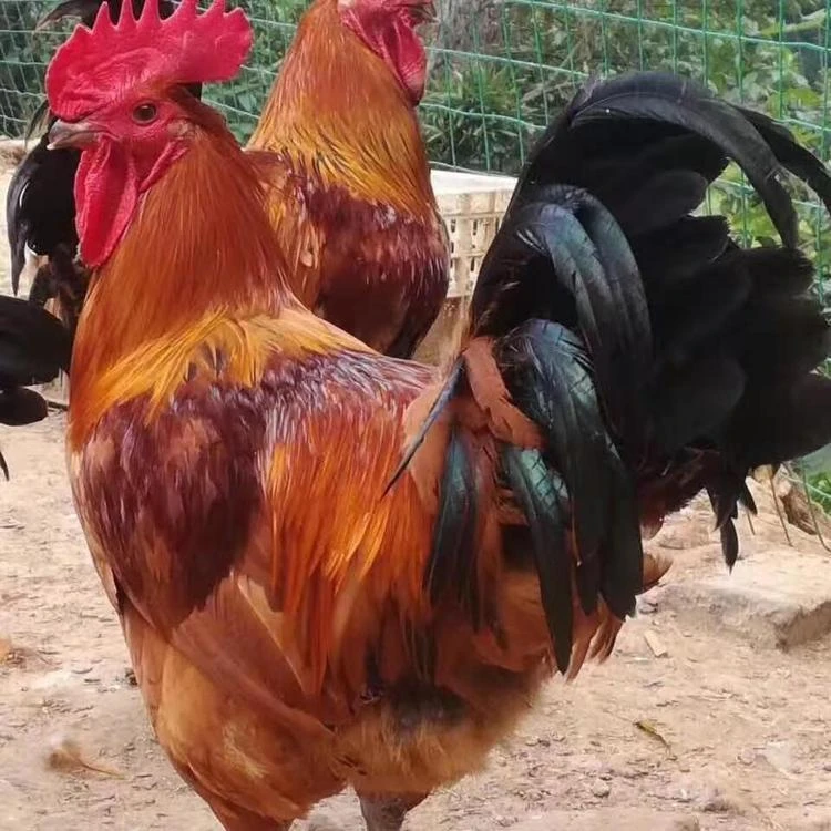 正宗东北黑龙江散养大公鸡直播宰杀现杀现发顺丰发货