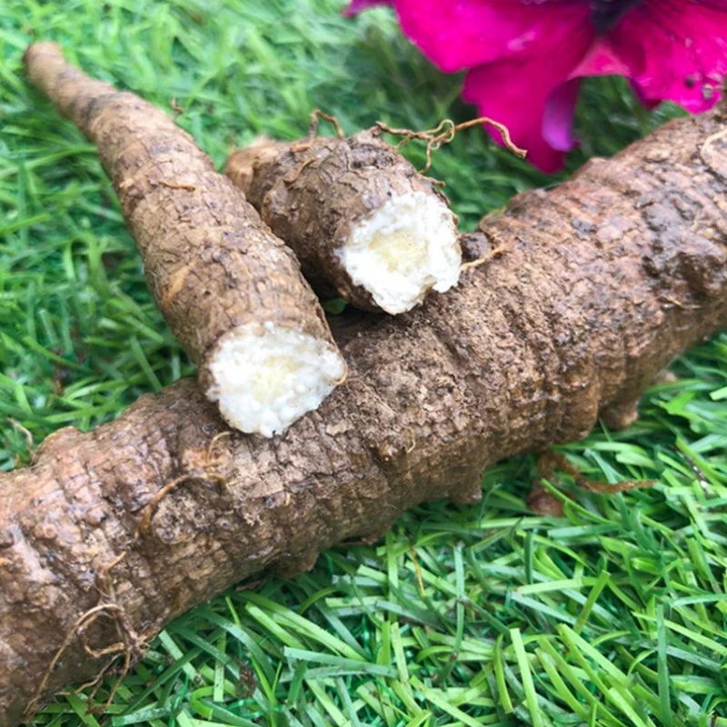 延边鲜沙参山胡萝卜深山生长500/1000克朝鲜族煎沙参食材轮叶党参