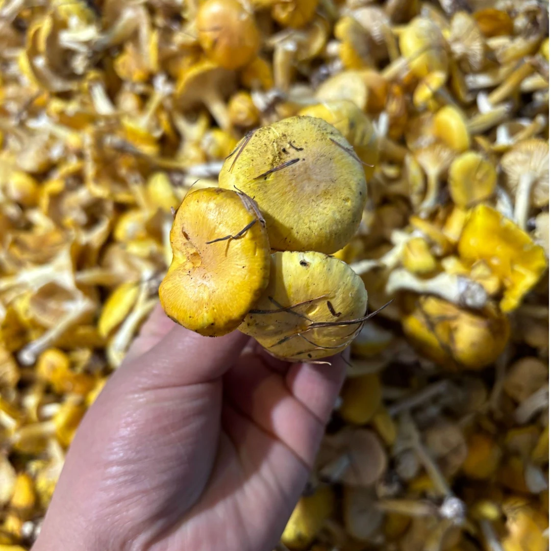 东北纯野生小黄蘑菇新鲜小黄蘑顺丰包邮菇松树林黄蘑菇