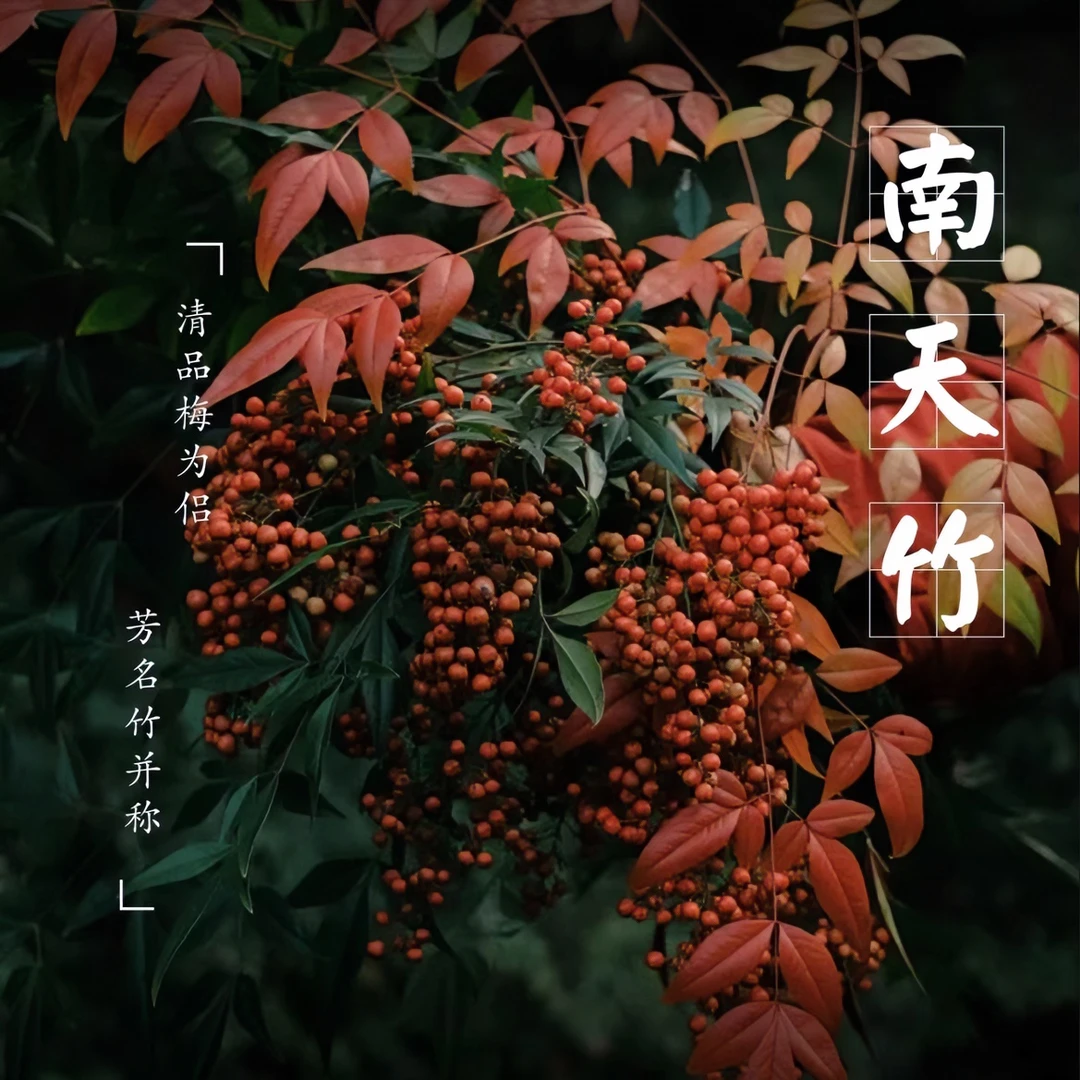 南天竹精品大苗庭院造景观赏苗彼岸花盆栽花苞发货红掌特级红草