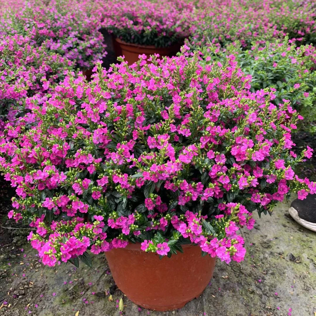 满天星花苗盆栽花卉四季开花绿植室外易活好养庭院小区绿化工程苗