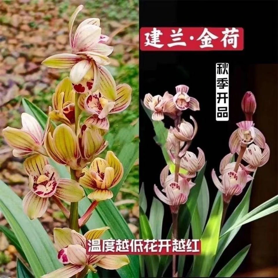 建兰 七巧玲珑（金荷）浓香型好养易活 花期6-11月份