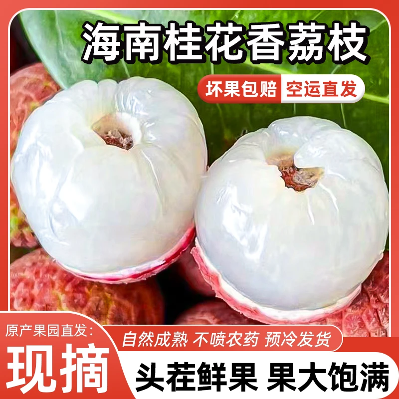 【海南桂花香】2025头茬老树新鲜荔枝尝鲜桂花香现摘现发空运包邮