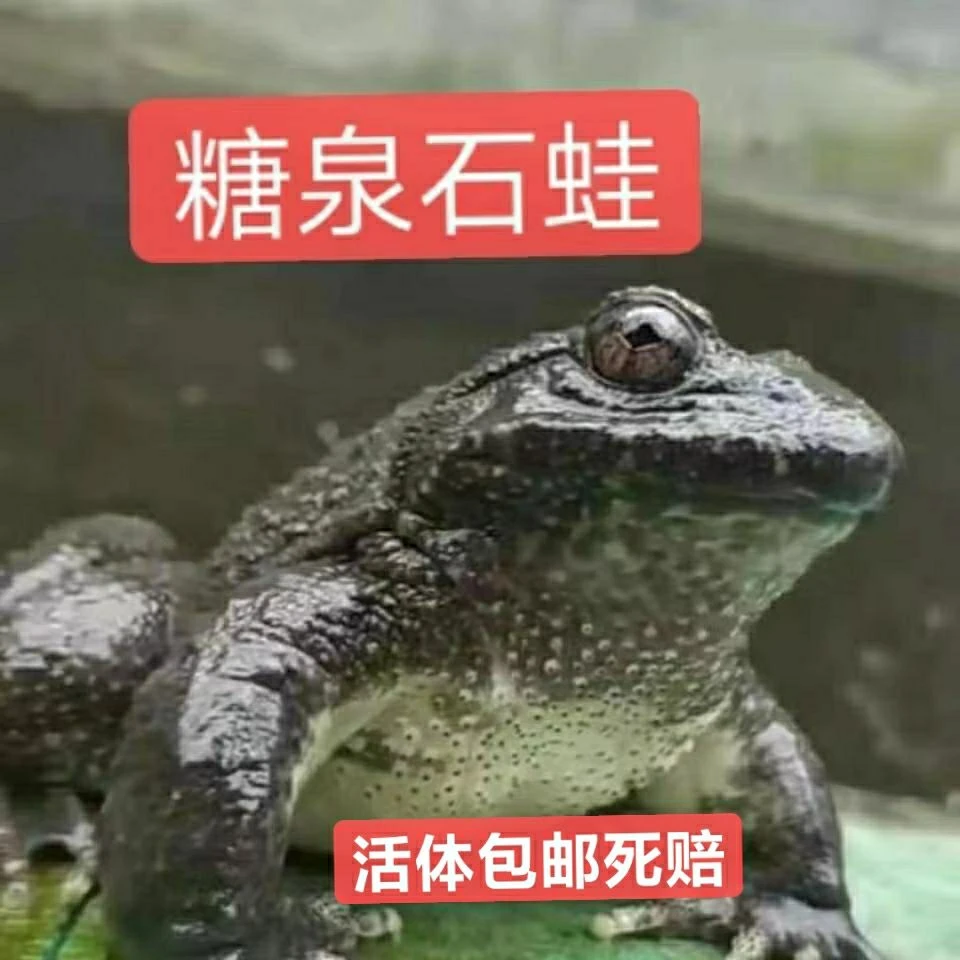 绍兴山坑养殖石哈鲜速冻