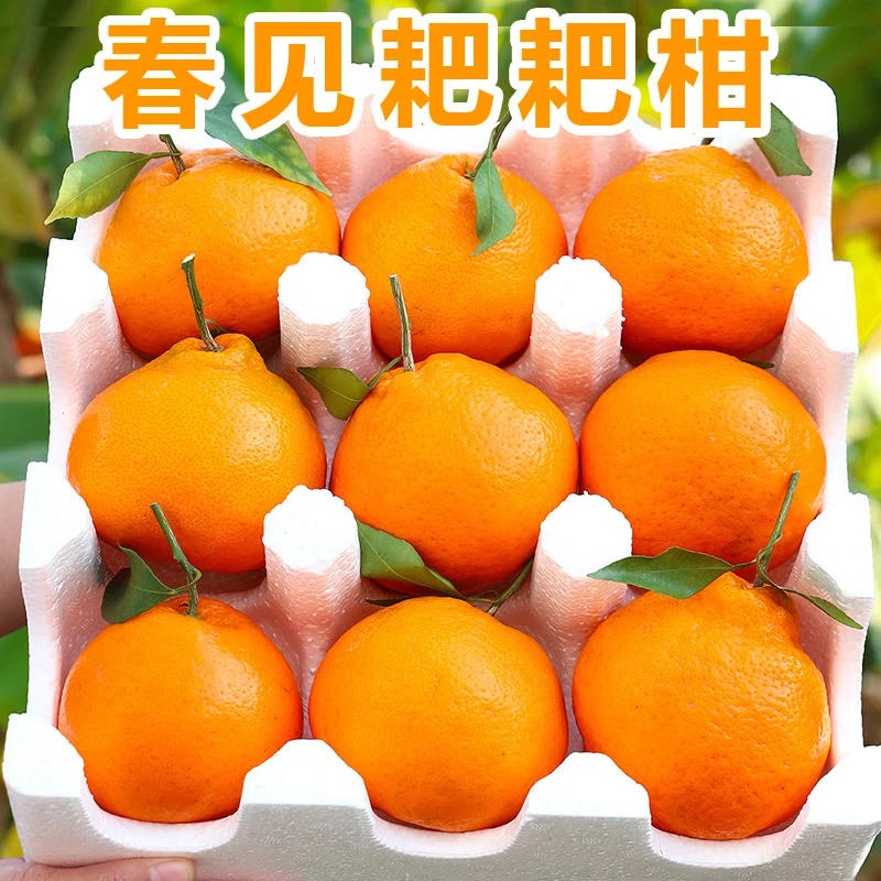 津果欢正宗四川春见耙耙柑5-10斤整箱丑八怪橘子桔子新鲜水果直播