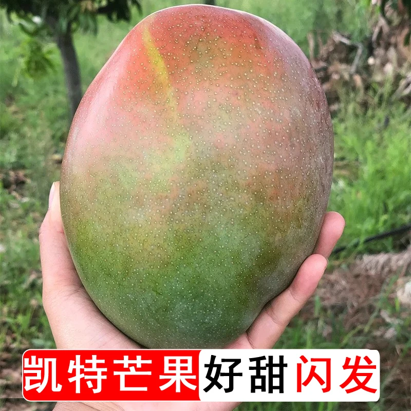 四川攀枝花凯特芒果大果新鲜水果批发整箱正宗水果产地直发直播