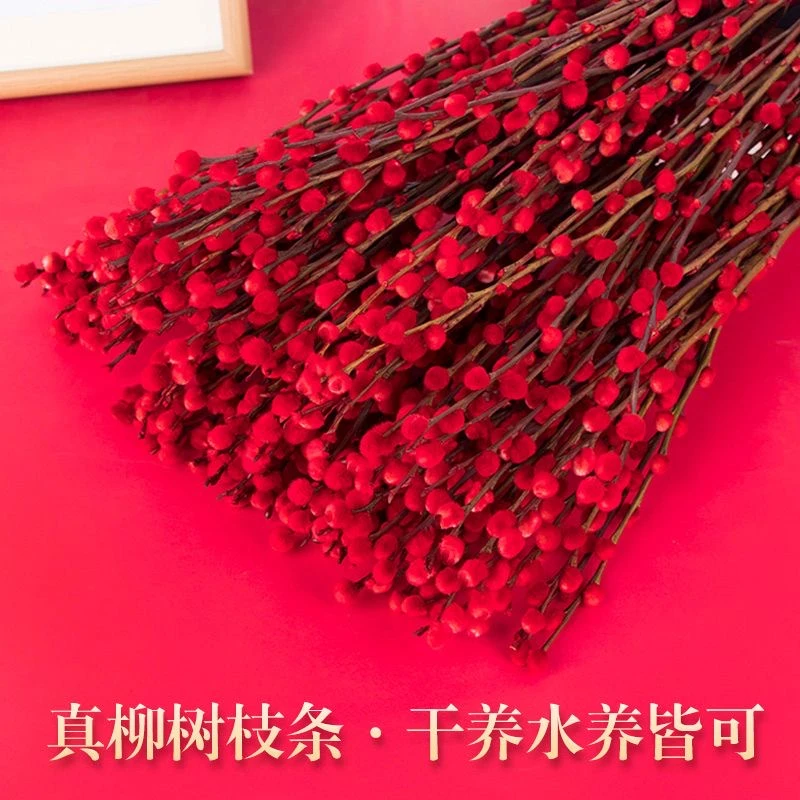 招财银柳真花鲜枝春节年宵花卉水培植物红色银柳客厅室内装饰