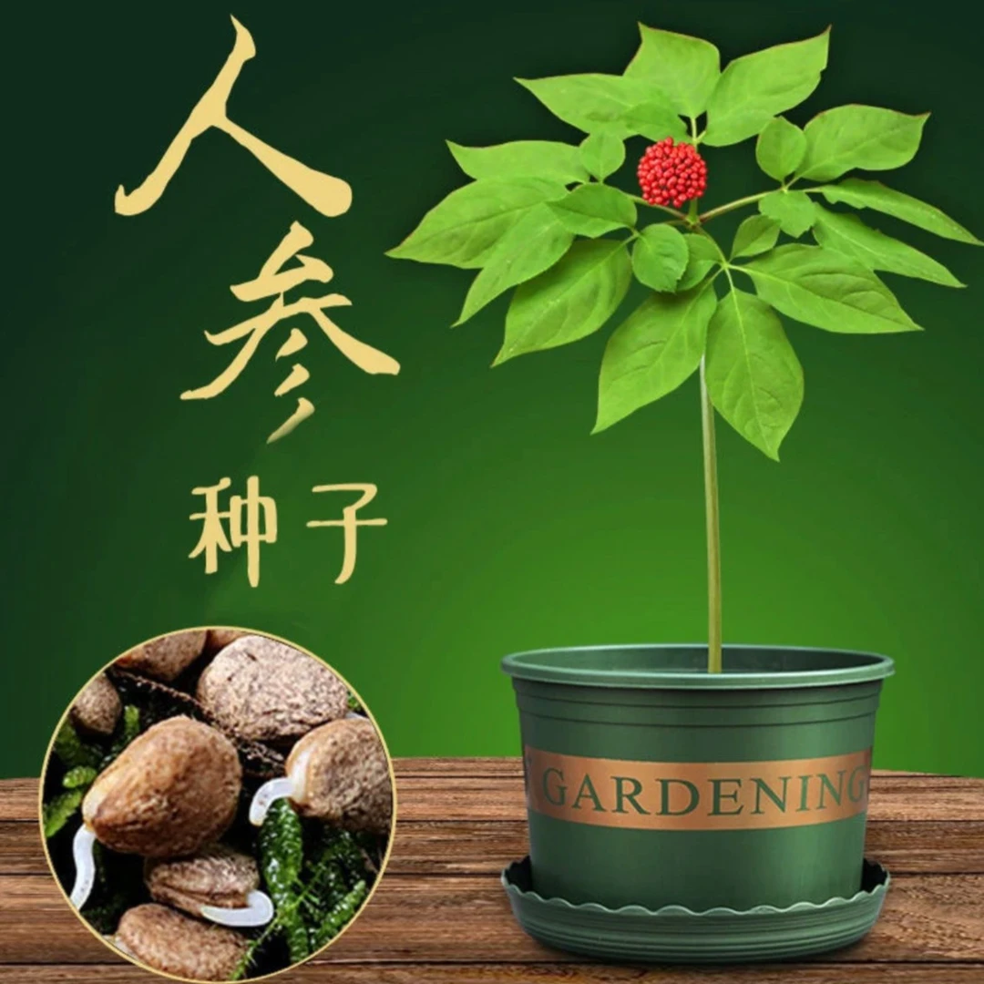 人参种子种籽四季阳台耐热抗寒夏季简单易种