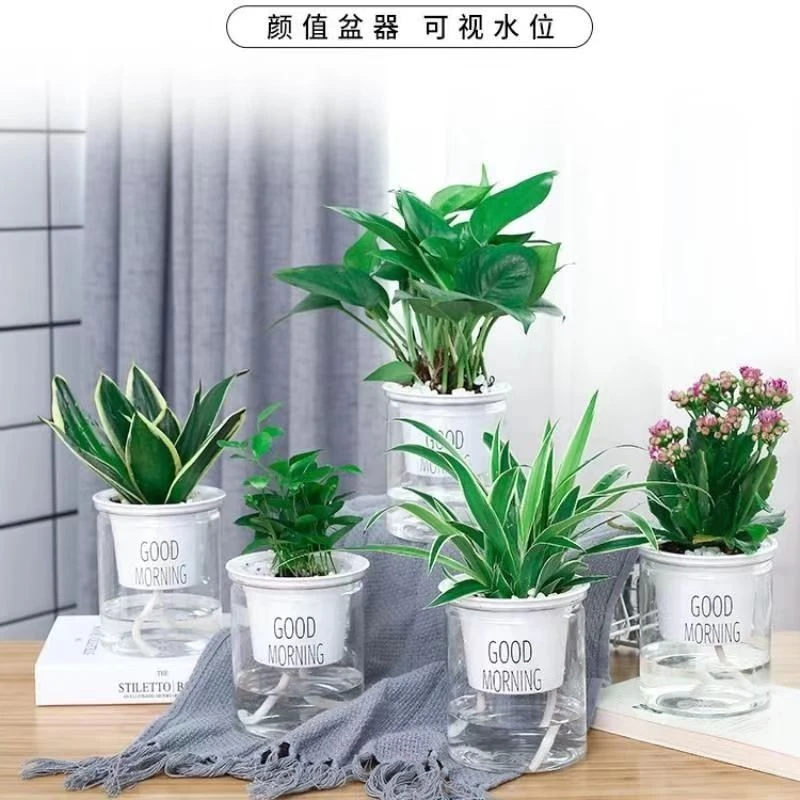 带吸水盆水培绿植早安盆花卉发财树室内植物绿萝栀子花水养带花盆