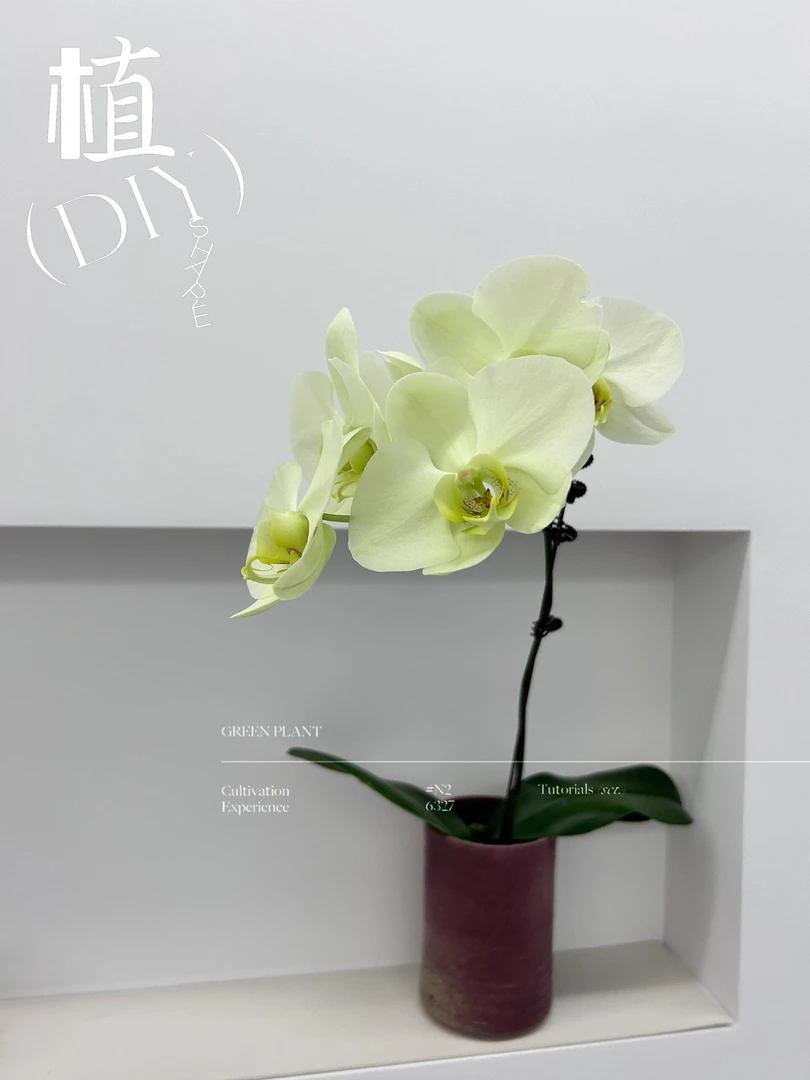 绿地球蝴蝶兰【黄绿色大花型】无花苞 室内种植开花盆栽